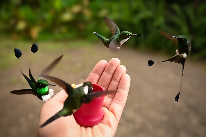 Mindo Cloud Forest Private Tour: Birdwatching, Birds & Nature - Key Points