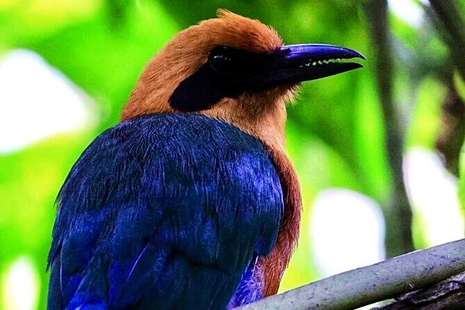 Mindo Cloud Forest Private Tour: Birdwatching, Birds & Nature - Who Should Consider This Tour?