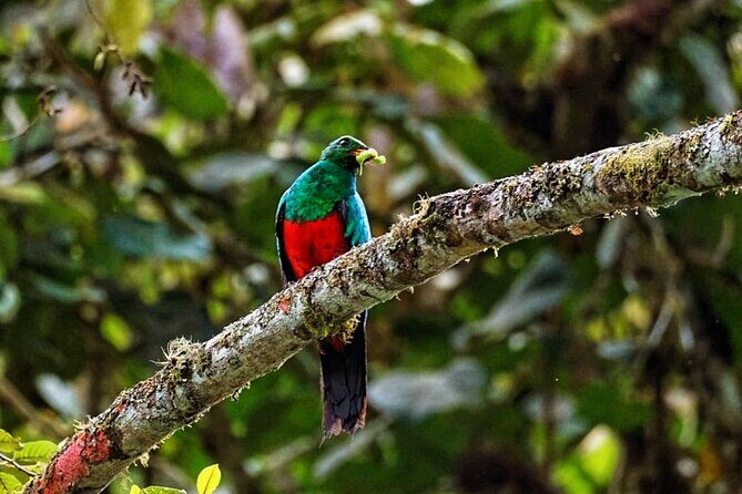 Mindo Cloud Forest Private Tour: Birdwatching, Birds & Nature - The Sum Up