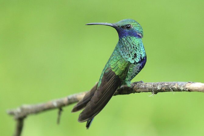 Mindo Cloud Forest - Private tour from Quito - Nature, Waterfalls and Chocolate - Who Will Love This Tour?