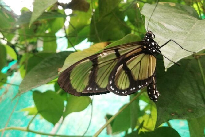 Mindo Cloud Forest - Private tour from Quito - Nature, Waterfalls and Chocolate - FAQ