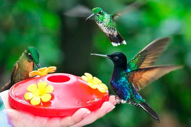 Mindo Nature & Birds Private Tour - Key Points