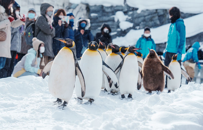 Mini Group for 9 People, Hokkaido Asahikawa & Biei One Day Tour - A Sapporo day trip built around the zoo