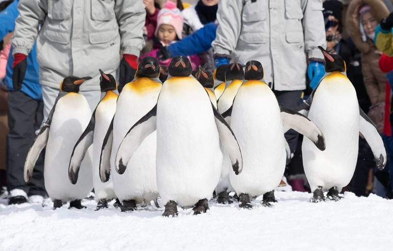 Mini Group for 9 People, Hokkaido Asahikawa & Biei One Day Tour - Penguins, animal exhibits and a short zoo visit