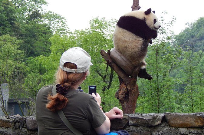 Mini Group: Half-Day Chengdu Pandas Guided Tour - Final Thoughts