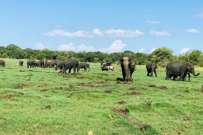 Minneriya And Kaudulla National Park Safari- From Sigiriya - The Sum Up