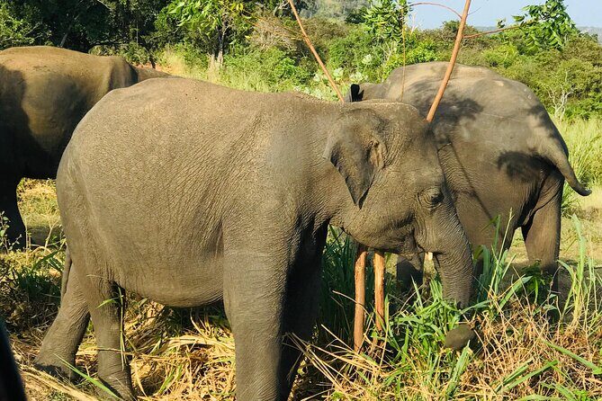 Minneriya And Kaudulla National Park Safari- From Sigiriya - FAQ