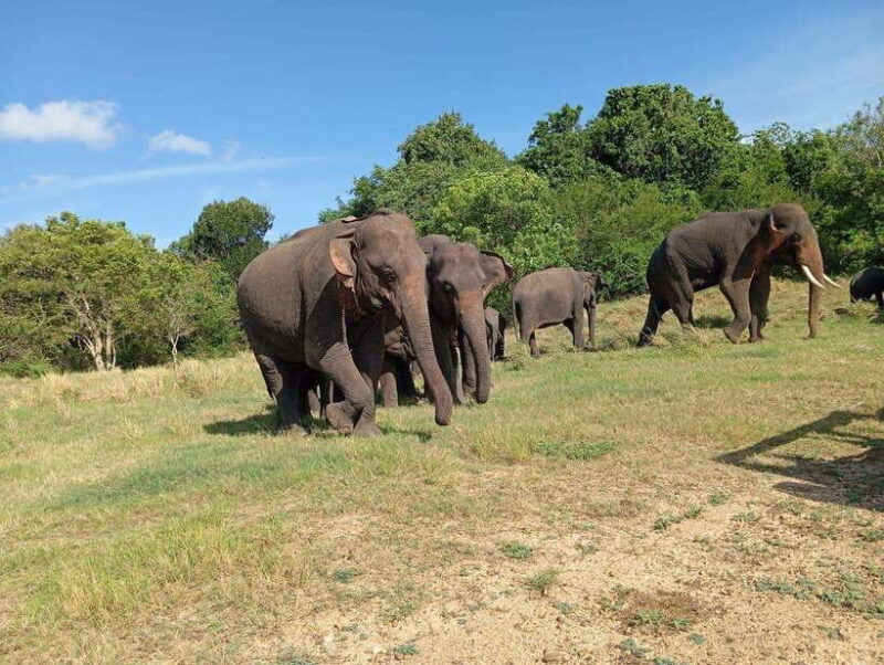Minneriya: Elephant Safari at Minneriya Park - Hotel Pickup - Minneriya: Elephant Safari at Minneriya Park - Hotel Pickup