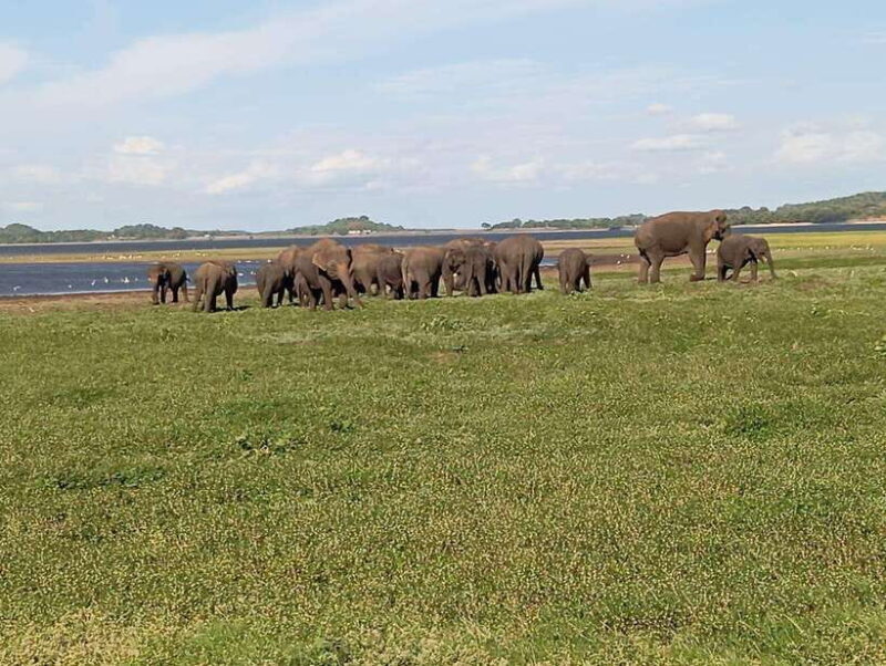 Minneriya: Elephant Safari at Minneriya Park - Hotel Pickup - Key Points