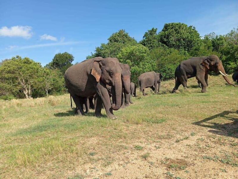 Minneriya: Elephant Safari at Minneriya Park - Hotel Pickup - The Itinerary in Detail