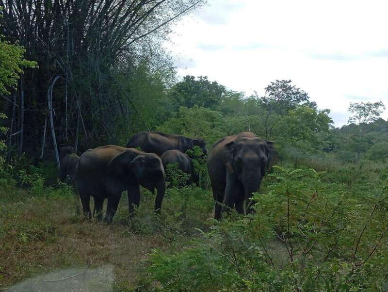 Minneriya: Elephant Safari at Minneriya Park - Hotel Pickup - Authentic Experiences and Traveller Feedback