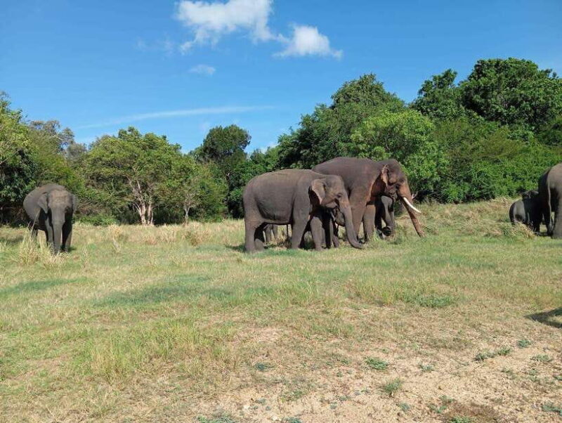 Minneriya: Elephant Safari at Minneriya Park - Hotel Pickup - Practical Tips for Your Safari Adventure