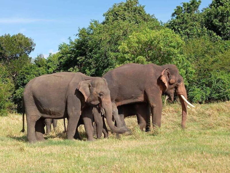 Minneriya: Elephant Safari at Minneriya Park - Hotel Pickup - FAQ about the Minneriya Elephant Safari