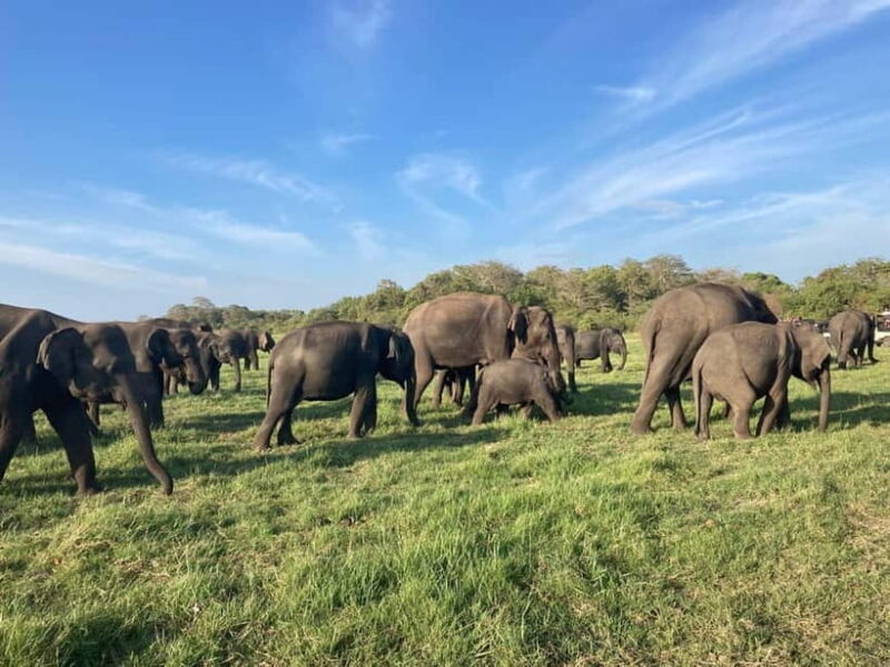 Minneriya Elephant Safari & Polonnaruwa Ancient Place Tours - Practicalities and Value