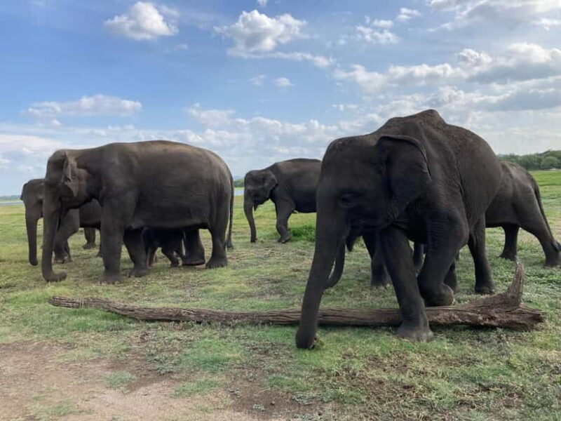 Minneriya Elephant Safari & Polonnaruwa Ancient Place Tours - Who Should Consider This Tour?