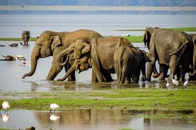 Minneriya Elephant Safari with Driver and Guide - Key Points