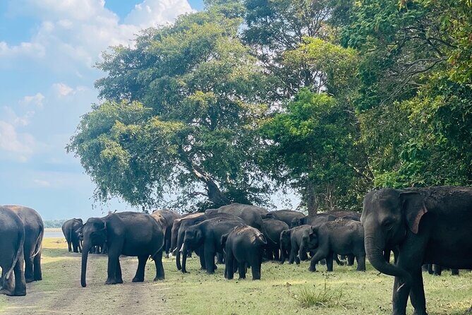 Minneriya Elephant Safari with Driver and Guide - FAQ