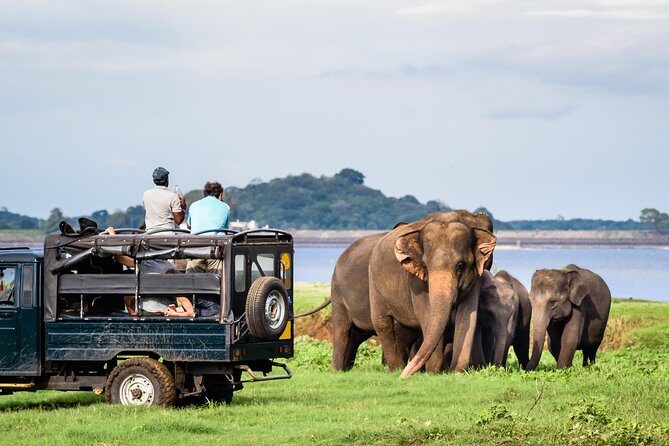 Minneriya Elephant Safari wth Sigiriya & Dambulla Cave Temples Full Day Tour - A Deep Dive into the Experience