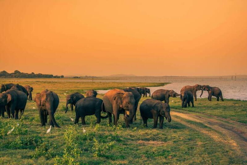 Minneriya half day elephant safari/largest gathering - The Experience in Detail