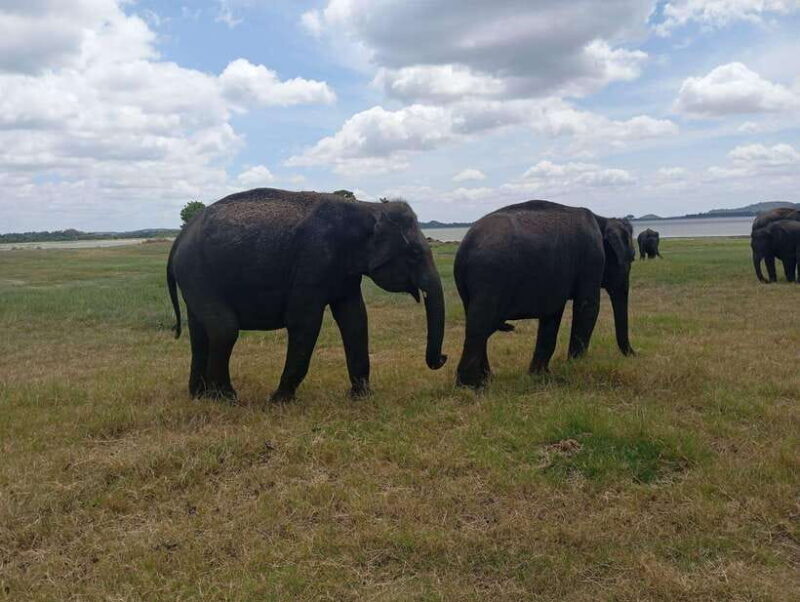 Minneriya: Half-Day Morning or Evening Jeep Safari - Why This Safari Offers Good Value