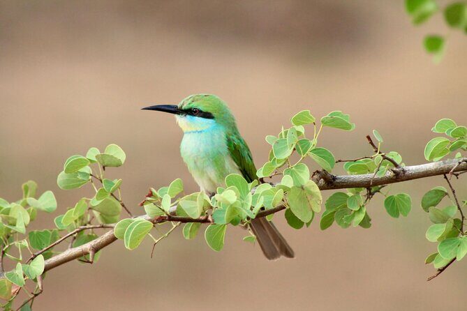 Minneriya Half Day Safari - Authentic Traveler Insights