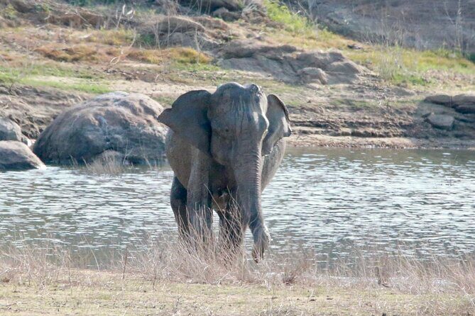 Minneriya Half Day Safari - The Sum Up: Who Will Appreciate This Safari?