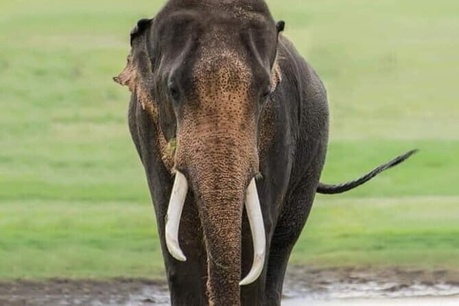 Minneriya Half Day Safari Tour - Key Points