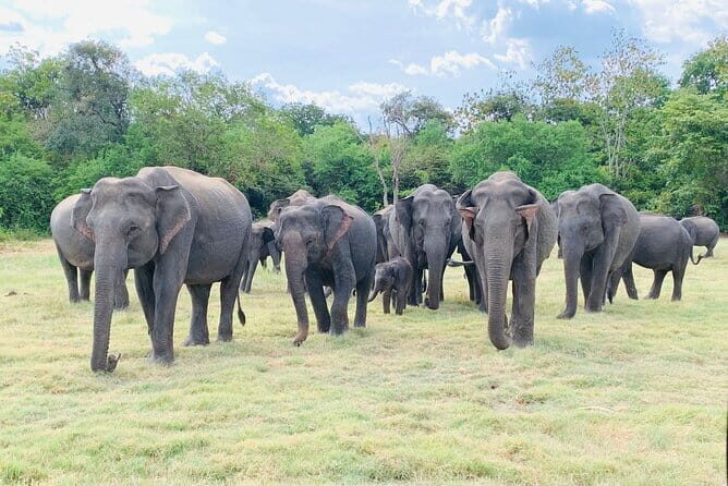 Minneriya half day tour - Experience the Wild Side of Sri Lanka with the Minneriya Half-Day Tour