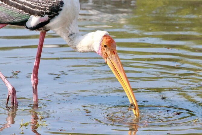 Minneriya half day tour - Key Points