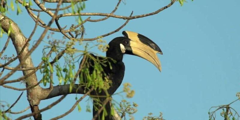 Minneriya: Jeep Safari From Trincomalee - Who Should Consider This Tour?