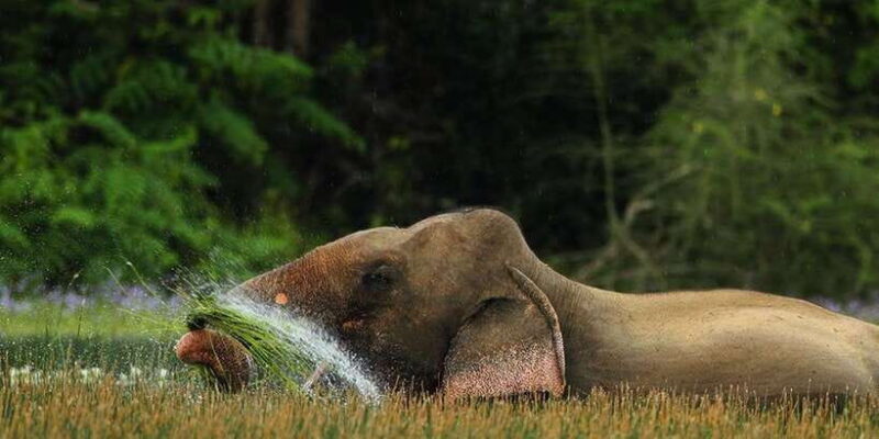 Minneriya: Jeep Safari From Trincomalee - The Sum Up