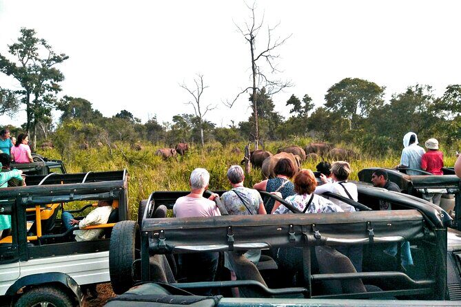 Minneriya / Kaudulla National Park Jeep Safari - An In-Depth Look at the Safari Experience