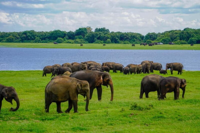 Minneriya: Minneriya National Park Private Elephant Safari - The Itinerary Breakdown