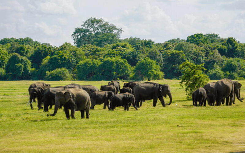 Minneriya: Minneriya National Park Private Elephant Safari - Authentic Encounters and What You’ll Experience