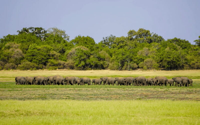 Minneriya: Minneriya National Park Private Elephant Safari - Final Thoughts
