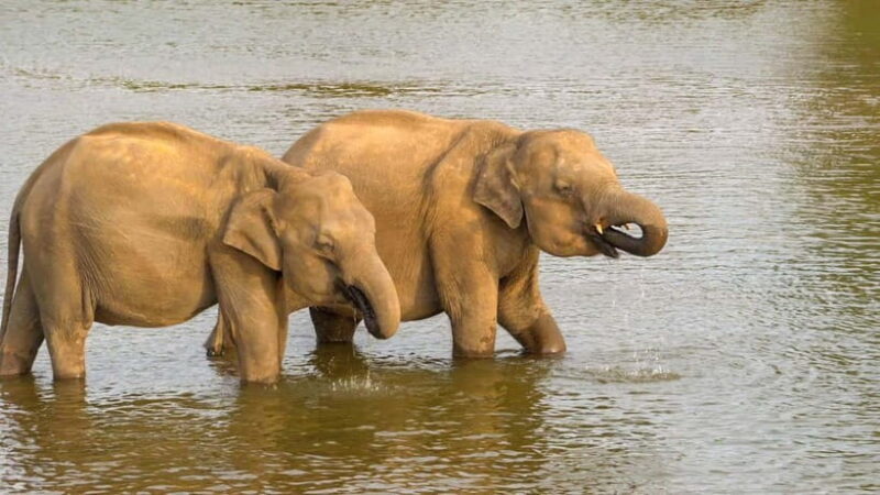 Minneriya: Minneriya National Park Private Evening Safari - Key Points