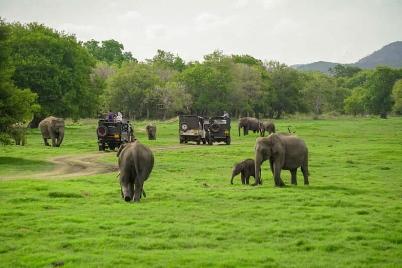 Minneriya: Minneriya National Park Private Evening Safari - The Heart of the Experience: What This Tour Offers