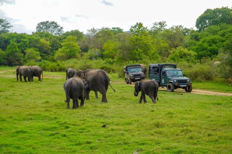 Minneriya: Minneriya National Park Private Evening Safari - What You’ll Likely See: The Wildlife and Scenery