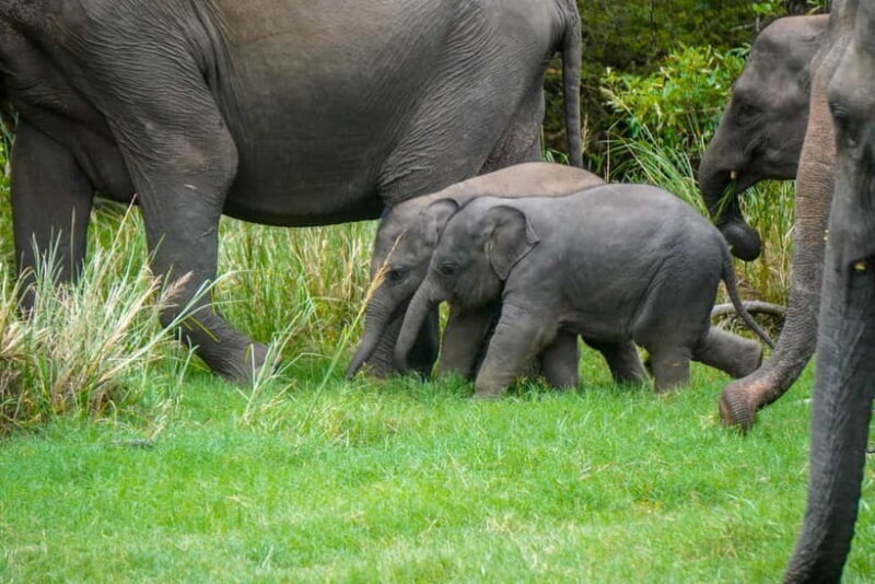Minneriya: Minneriya National Park Private Evening Safari - The Practicalities: Costs, Timing, and What to Bring