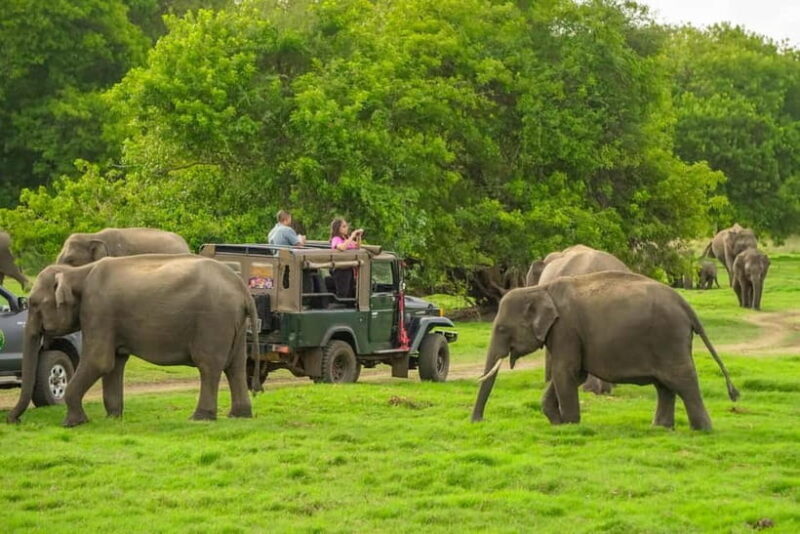 Minneriya: Minneriya National Park Private Evening Safari - Who Should Consider This Tour?
