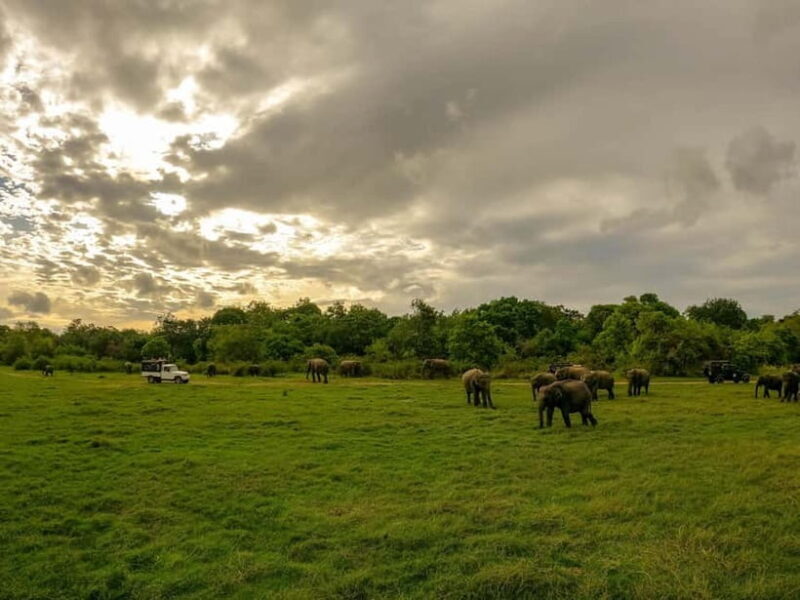 Minneriya: Minneriya National Park Private Evening Safari - The Sum Up
