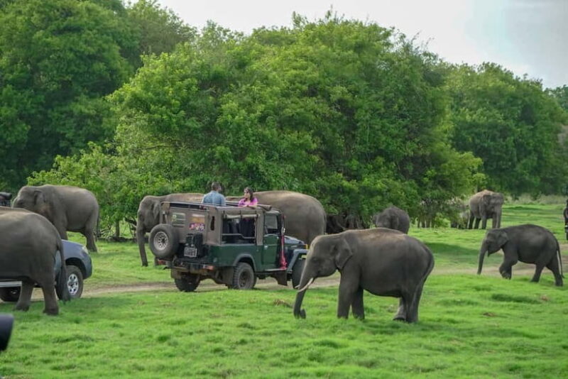 Minneriya: Minneriya National Park Private Evening Safari - FAQ