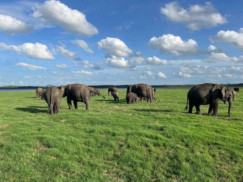 Minneriya: Minneriya National Park Private Jeep Safari - Key Points