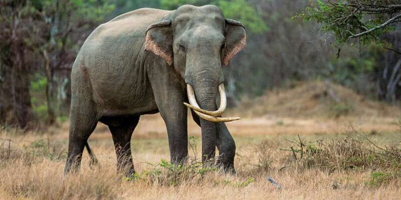 Minneriya: Minneriya National Park Private Safari - Minneriya: Minneriya National Park Private Safari – A Closer Look