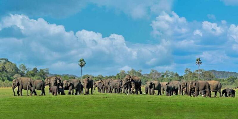 Minneriya: Minneriya National Park Private Safari - Key Points