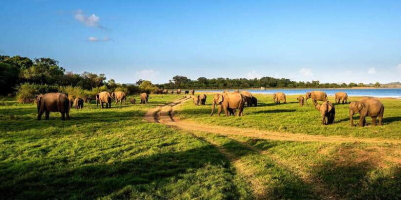 Minneriya: Minneriya National Park Private Safari - Why This Safari is a Fantastic Value