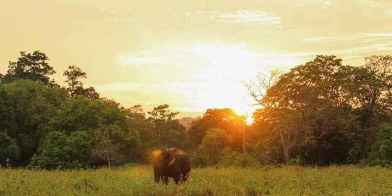 Minneriya: Minneriya National Park Private Safari - Frequently Asked Questions