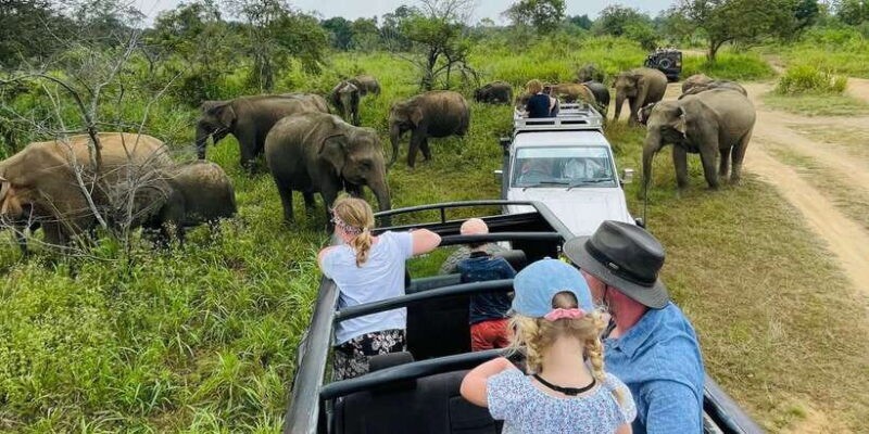 Minneriya National Park 4x4 jeep Safari Include Entrance Fee - An In-Depth Look at the Minneriya Safari Experience