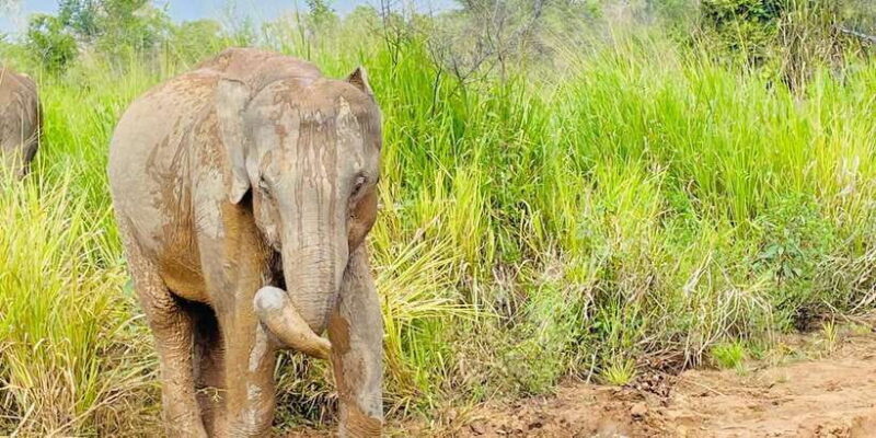 Minneriya National Park 4x4 jeep Safari Include Entrance Fee - FAQ