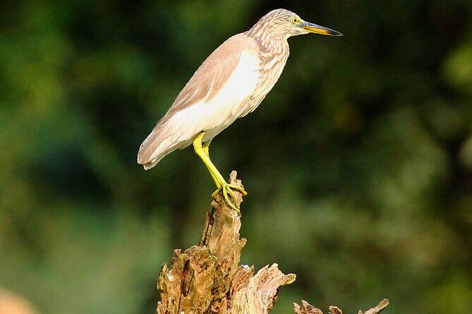 Minneriya National Park Elephant Safari - A Closer Look at the Minneriya Safari Experience